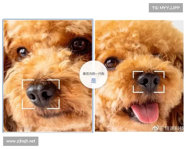 生活中的智慧:如何识别并避开生活中的各种陷阱与误区 生活中的智慧:如何识别并避开生活中的各种陷阱与误区