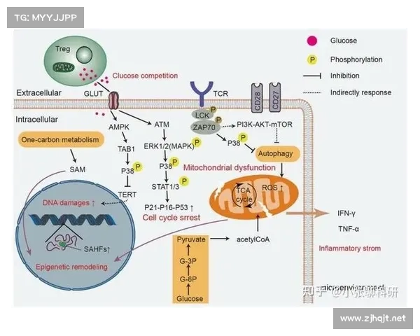 东超的含义与背景解析全面指南解析与深度剖析 东超的含义与背景解析全面指南解析与深度剖析